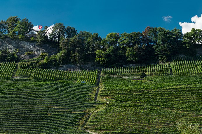 Weingut am Steinig Tisch Branchenverband St. Galler Wein